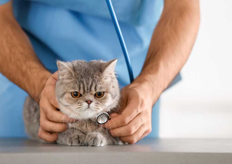 Carousel Slide 1: Cat veterinary care