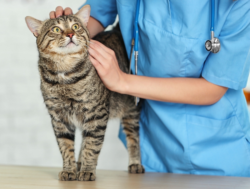 Veterinary Jobs in Rockland